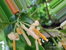 augmented_Alangium begoniaefolium flower4_0_1376.jpeg